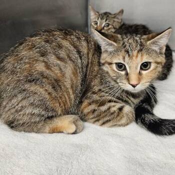 Elena -  Domestic Short Hair Cat for Adoption in Martinsville, Virginia - Elena | PetCurious