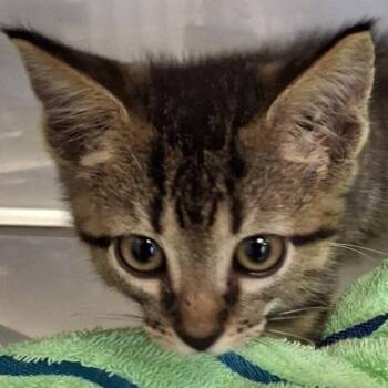 Hobbs -  Domestic Short Hair Cat for Adoption in Brenham, Texas - Hobbs | PetCurious