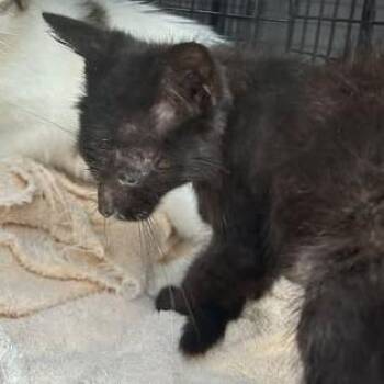 Ashton -  Domestic Medium Hair Cat for Adoption in Bristol, Indiana - Ashton | PetCurious