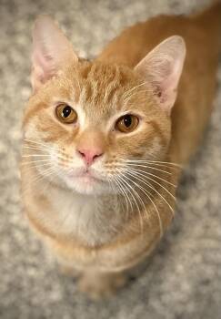 Wilder -  Domestic Short Hair Cat for Adoption in Duxbury, Massachusetts - Wilder | PetCurious