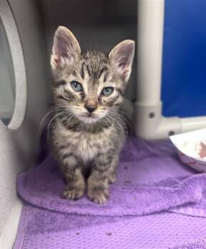 Rescue Domestic Short Hair Cats for Adoption in Dallas, Texas - STORM | PetCurious
