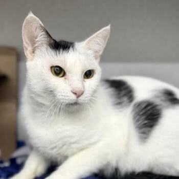 Tuli -  Domestic Medium Hair Cat for Adoption in Atlanta, Georgia - Tuli | PetCurious