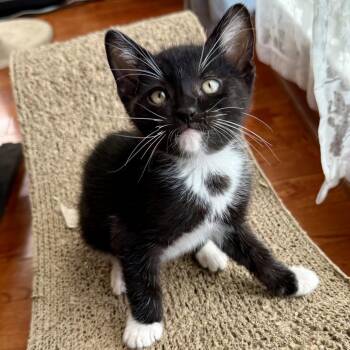 Sylvester -  Domestic Short Hair Cat for Adoption in Long Beach, California - Sylvester | PetCurious
