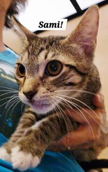 Sami -  Tabby and Domestic Short Hair Cat for Adoption in San Antonio, Texas - Sami | PetCurious