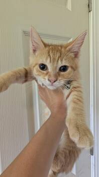 Daisy (Red-Black Plaid collar) -  Domestic Short Hair Cat for Adoption in Plymouth, Michigan - Daisy (Red-Black Plaid Collar) | PetCurious