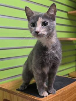 KIKI -  Domestic Short Hair Cat for Adoption in St. Peters, Missouri - KIKI | PetCurious