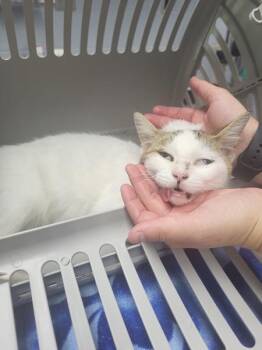 Sf12 -  Domestic Short Hair Cat for Adoption in Lawrenceville, Georgia - Sf12 | PetCurious