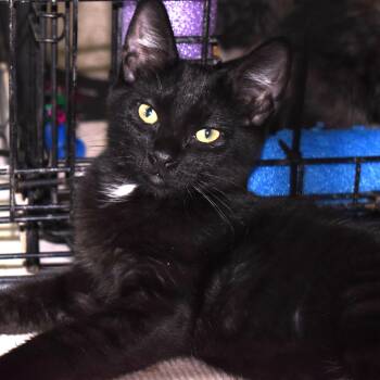 Velcro -  Domestic Short Hair Cat for Adoption in Sacramento, California - Velcro | PetCurious
