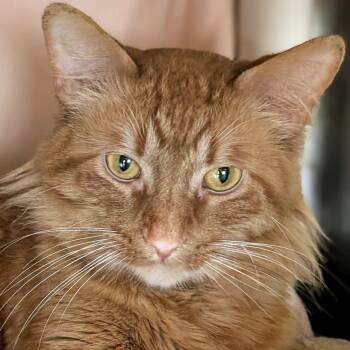Domestic Medium Hair Cats Available for Adoption - Batman | PetCurious