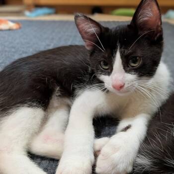 Ping-Pong -  Domestic Short Hair Cat for Adoption in Milan, Illinois - Ping-Pong | PetCurious