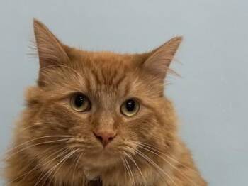 Cheddar -  Domestic Medium Hair and Domestic Short Hair Cat for Adoption in Minneapolis, Minnesota - Cheddar | PetCurious