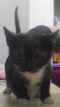 Crow -  Domestic Short Hair Cat for Adoption in Dayton, Minnesota - Crow | PetCurious