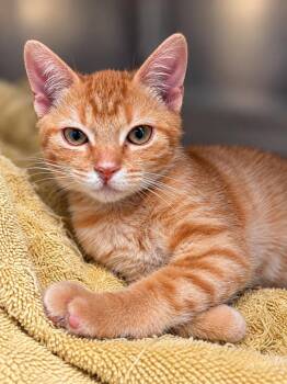 Pyro -  Domestic Short Hair Cat for Adoption in Lima, Ohio - Pyro | PetCurious