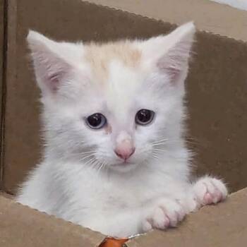 Darla -  Domestic Medium Hair Cat for Adoption in Denison, Texas - Darla | PetCurious