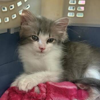 Ripple -  Domestic Short Hair Cat for Adoption in Lynchburg, Virginia - Ripple | PetCurious