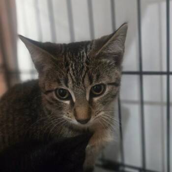 Mignonette -  Domestic Short Hair Cat for Adoption in Salisbury, Massachusetts - Mignonette | PetCurious