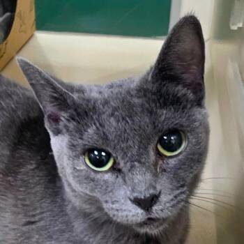 Hex -  Domestic Short Hair Cat for Adoption in Reno, Nevada - Hex | PetCurious