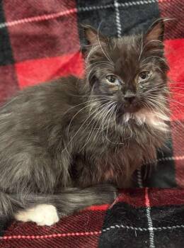 Domestic Long Hair Cats Available for Adoption - Batman | PetCurious