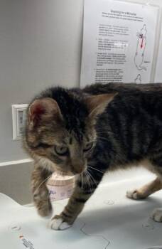 COCA-COLA -  Domestic Short Hair Cat for Adoption in Baytown, Texas - COCA-COLA | PetCurious