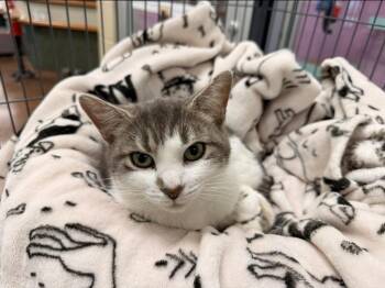 Violet -  Domestic Short Hair Cat for Adoption in Hamilton, Ohio - Violet | PetCurious
