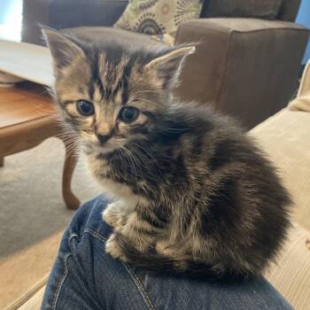 Domestic Medium Hair Cats Available for Adoption in Fairfax Station, Virginia - Little Smid | PetCurious