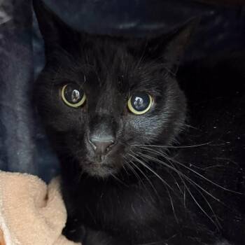 Panther -  Domestic Short Hair Cat for Adoption in Las Vegas, Nevada - Panther | PetCurious