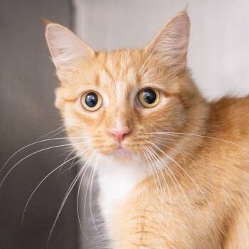 Tawny -  Domestic Medium Hair Cat for Adoption in Monroe, Georgia - Tawny | PetCurious
