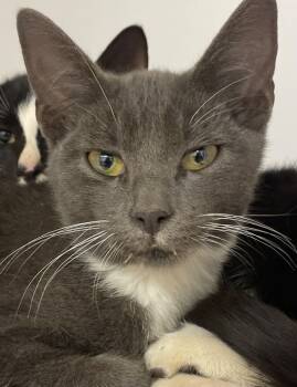 Rescue Domestic Short Hair Cats for Adoption in Neosho, Missouri - Orville | PetCurious