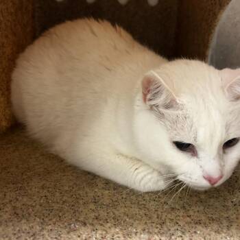 Branca -  Domestic Short Hair Cat for Adoption in Philadelphia, Pennsylvania - Branca | PetCurious