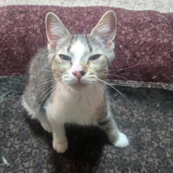 Tipper -  Domestic Short Hair Cat for Adoption in Grantsville, Utah - Tipper | PetCurious
