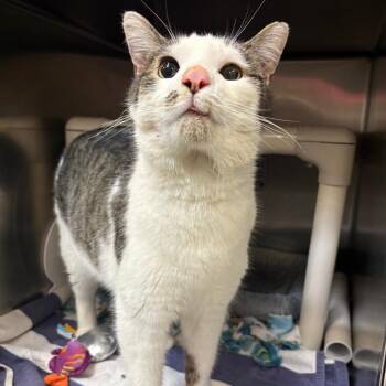 Domestic Short Hair Cats Available for Adoption - Yams | PetCurious