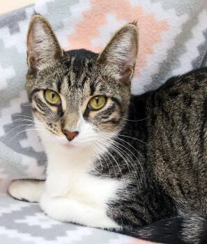 Domestic Short Hair Cats Available for Adoption in Tierra Verde, Florida - Zali | PetCurious