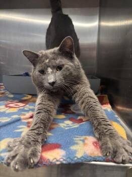 Gunther -  Domestic Short Hair Cat Available for Adoption in Lafayette, Indiana - Gunther | PetCurious