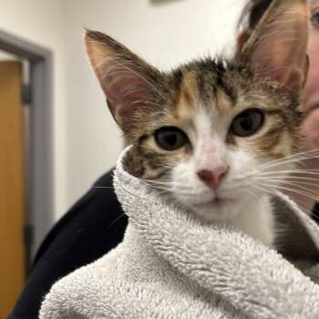 KJ -  Domestic Short Hair Cat for Adoption in Philadelphia, Pennsylvania - KJ | PetCurious