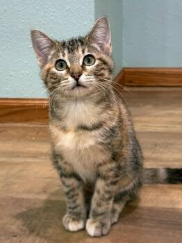 Rescue Domestic Short Hair Cats for Adoption in Watertown, Wisconsin - Tutti Fruitti | PetCurious