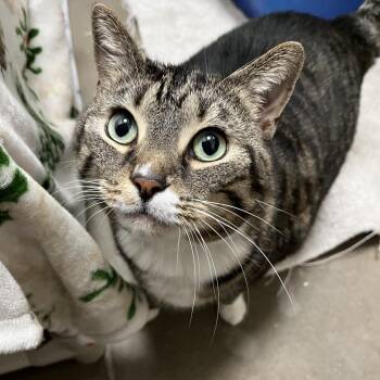 Domestic Short Hair Cats Available for Adoption in York, Pennsylvania - Socks | PetCurious