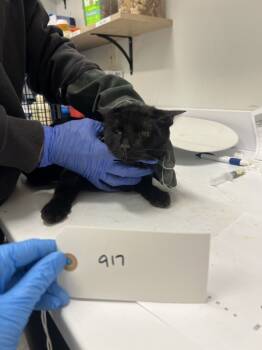 Rescue Domestic Short Hair Cats for Adoption - Maleficent | PetCurious