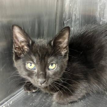 Petunia Missy -  American Shorthair Cat for Adoption in Natick, Massachusetts - Petunia Missy | PetCurious