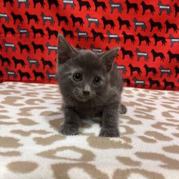 Rafe -  Domestic Short Hair Cat for Adoption in Washburn, Missouri - Rafe | PetCurious