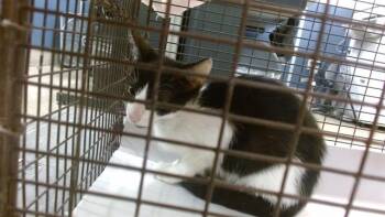 PEPE -  Domestic Short Hair Cat for Adoption in Doral, Florida - PEPE | PetCurious