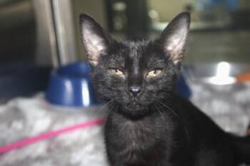 SINCERELY -  Domestic Short Hair Cat for Adoption in Brunswick, Georgia - SINCERELY | PetCurious