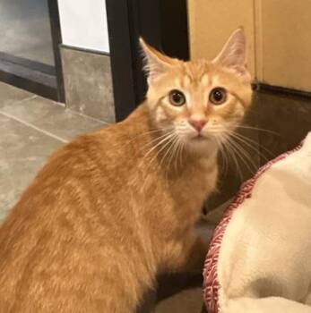 Rice Krispie -  Domestic Short Hair Cat for Adoption in Dubuque, Iowa - Rice Krispie | PetCurious