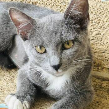 CeeCee -  Domestic Short Hair Cat for Adoption - CeeCee | PetCurious