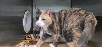 ESPRESSO -  Domestic Short Hair Cat for Adoption in Fort Walton Beach, Florida - ESPRESSO | PetCurious