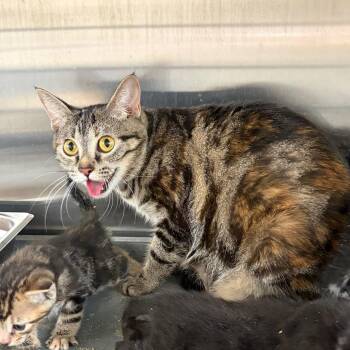 Mozzarella -  Domestic Short Hair Cat for Adoption in Edinburg, Texas - Mozzarella | PetCurious