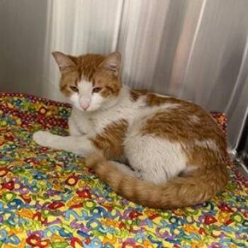 Domestic Short Hair Cats Available for Adoption in Las Vegas, Nevada - Masago | PetCurious