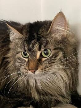 Garland -  Domestic Medium Hair Cat for Adoption in Hayward, Wisconsin - Garland | PetCurious