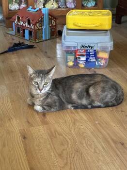 Rescue Domestic Short Hair Cats for Adoption in Antioch, California - Patches | PetCurious