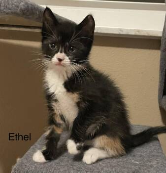 Tortoiseshell Cats Available for Adoption - Ethel | PetCurious