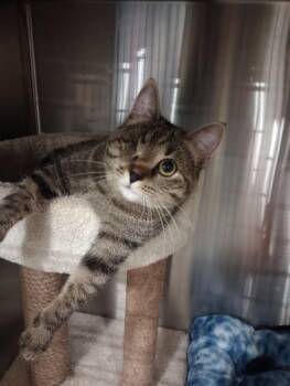 Pinochle -  Domestic Short Hair Cat for Adoption in Duluth, Georgia - Pinochle | PetCurious